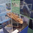海洋研究開発機構　木＋プラスチック什器　展示台　画像